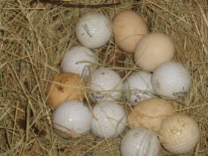 golf balls keep the hens laying